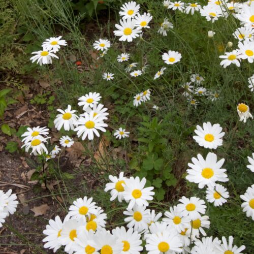 Make your own pyrethrum